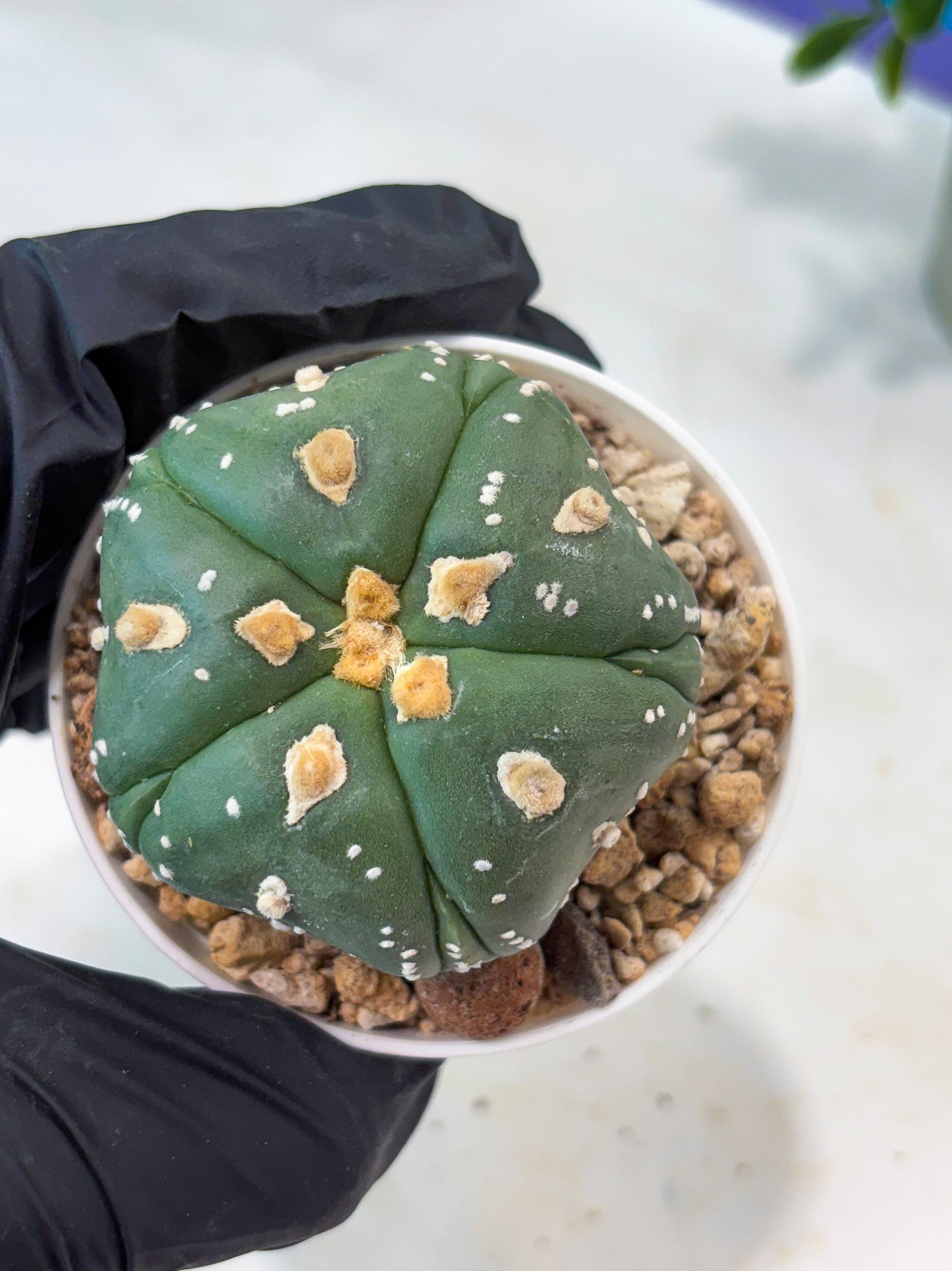 Astrophytum 5-Rib (T11) (g3) | Imported From Taiwan