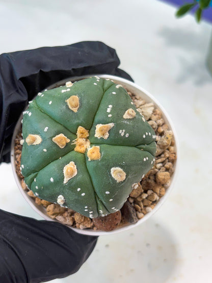 Astrophytum 5-Rib (T11) (g3) | Imported From Taiwan