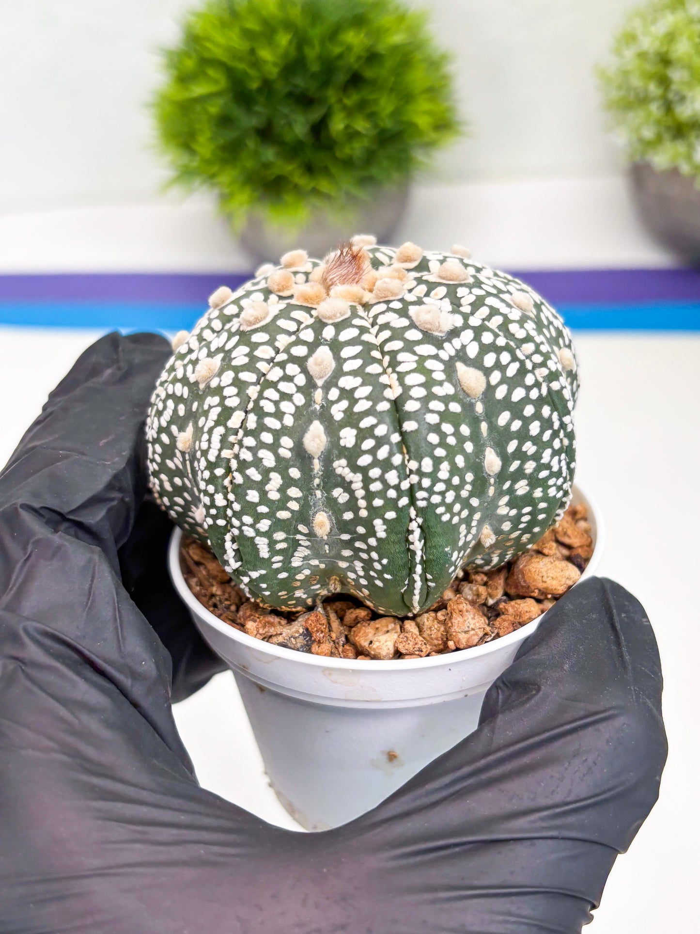 Astrophytum Super Kabuto (t7) (p5) | Imported Plants | 3" Pot