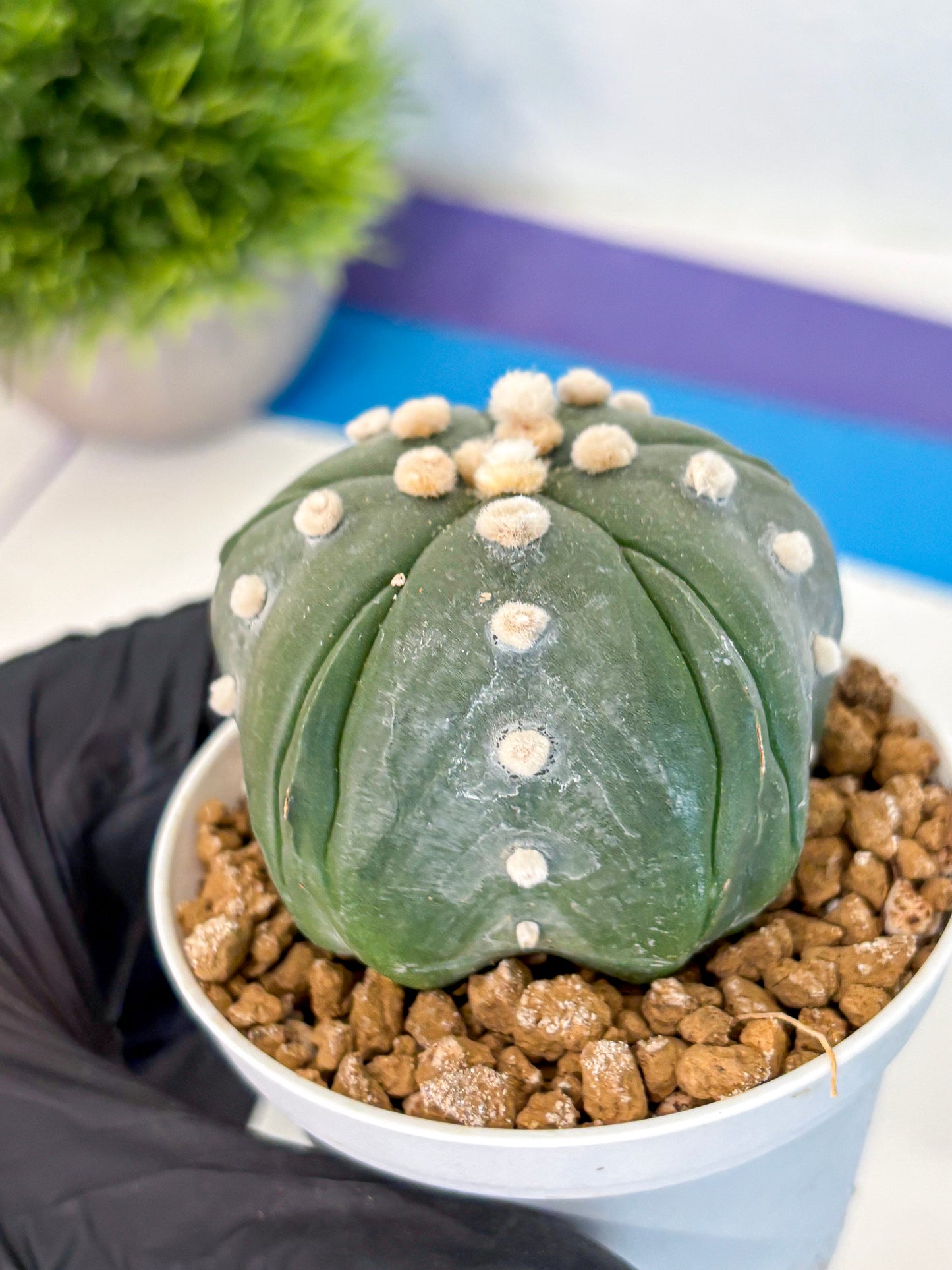 Astrophytum Fukuryu (at8) (17) | Rare Plant | Succulent Cactus
