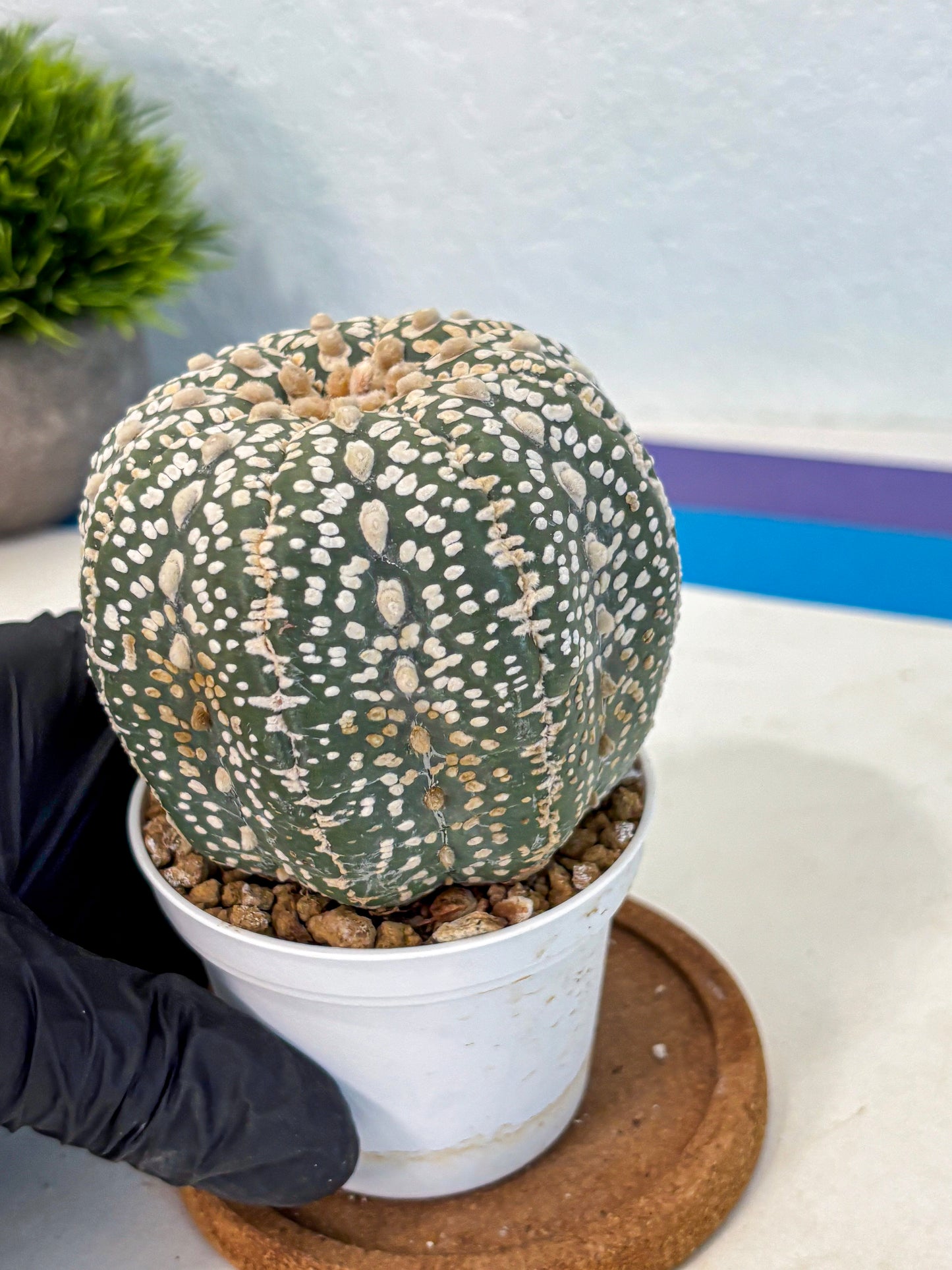 Astrophytum Super Kabuto (at10) (18) | sand dollar cactus