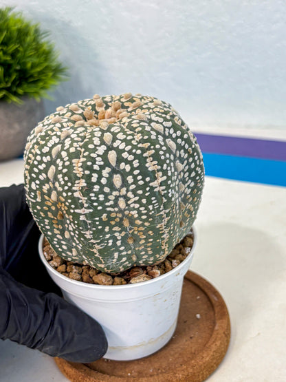Astrophytum Super Kabuto (at10) (18) | sand dollar cactus