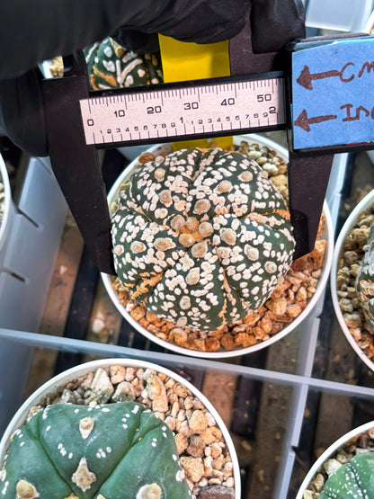 Astrophytum 5-Rib (T11) (g4) | Imported From Taiwan