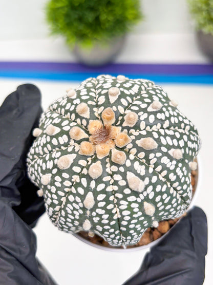 Astrophytum Super Kabuto (t7) (p5) | Imported Plants | 3" Pot