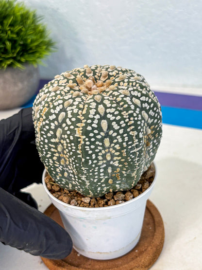 Astrophytum Super Kabuto (at10) (18) | sand dollar cactus