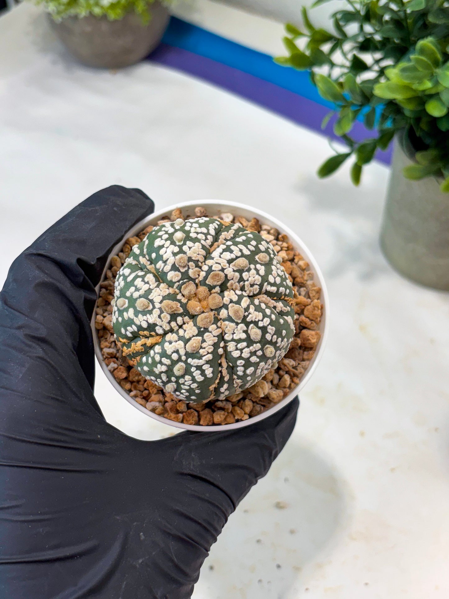 Astrophytum 5-Rib (T11) (g4) | Imported From Taiwan