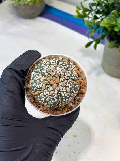 Astrophytum 5-Rib (T11) (g4) | Imported From Taiwan