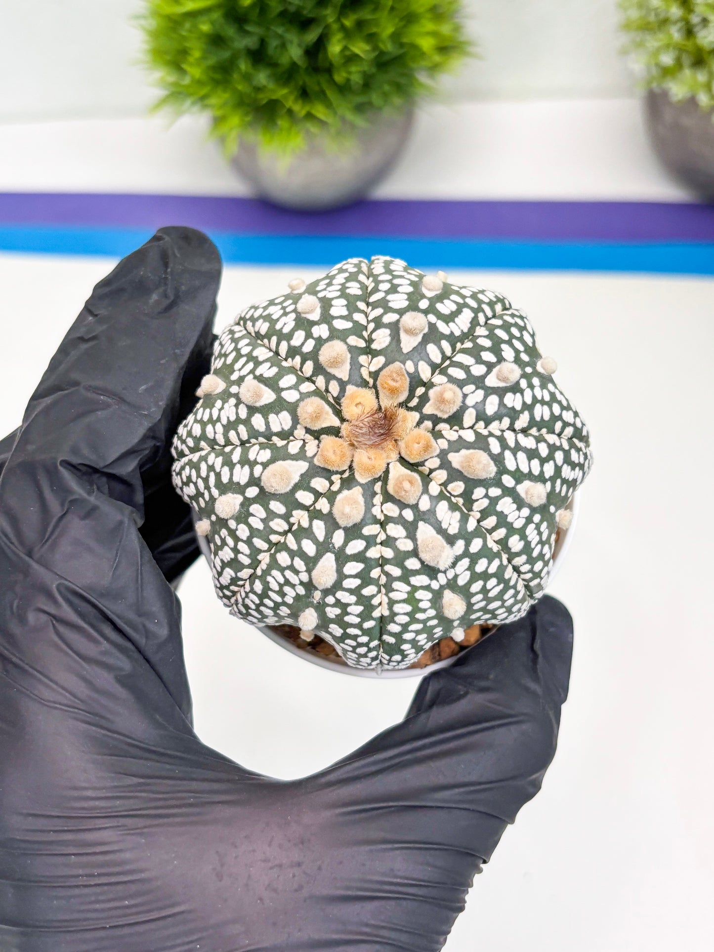 Astrophytum Super Kabuto (t7) (p5) | Imported Plants | 3" Pot