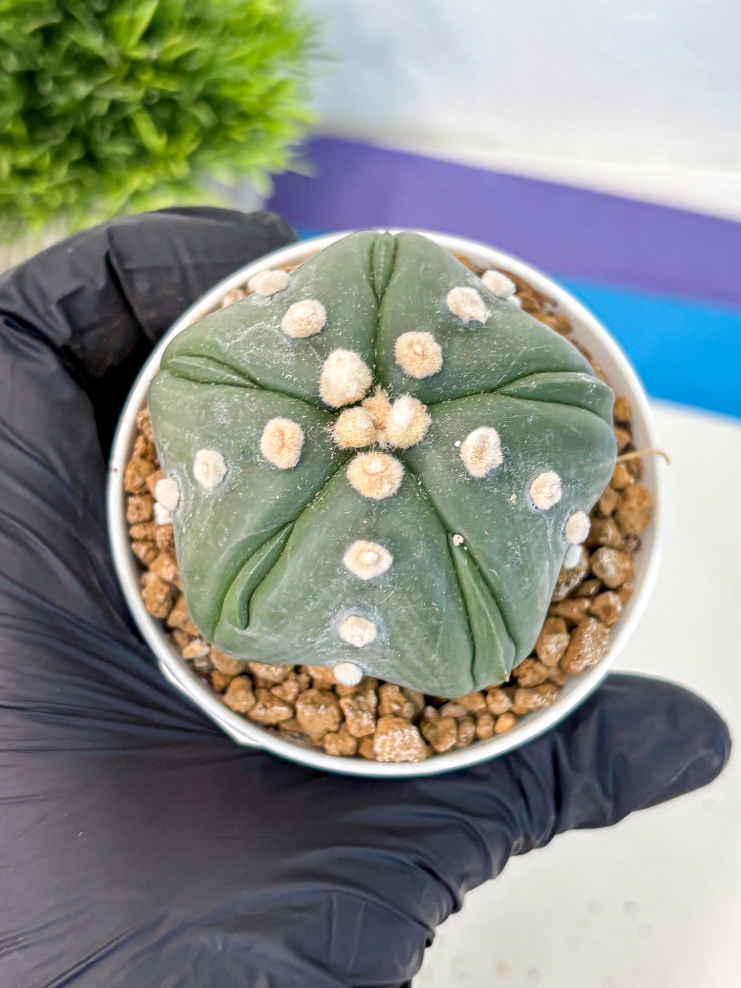 Astrophytum Fukuryu (at8) (17) | Rare Plant | Succulent Cactus