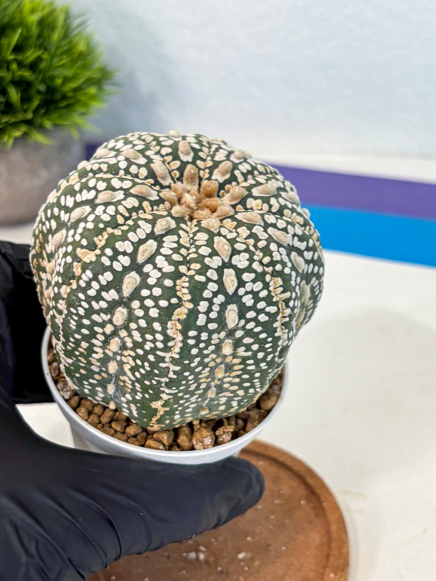Astrophytum Super Kabuto (at10) (18) | sand dollar cactus
