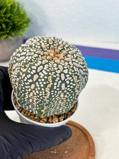 Astrophytum Super Kabuto (at10) (18) | sand dollar cactus