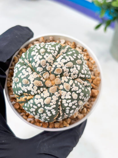 Astrophytum 5-Rib (T11) (g4) | Imported From Taiwan