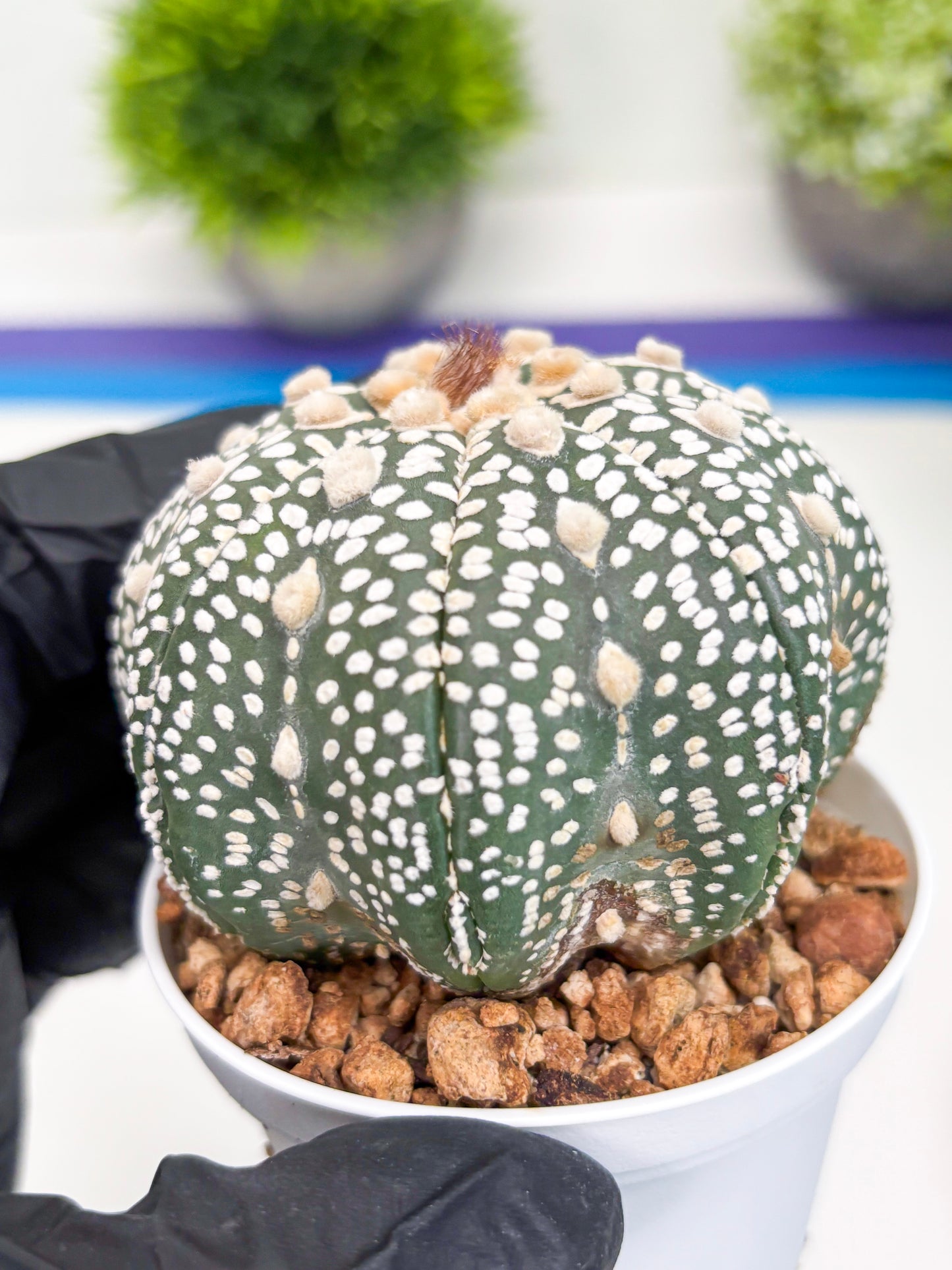 Astrophytum Super Kabuto (t7) (p5) | Imported Plants | 3" Pot