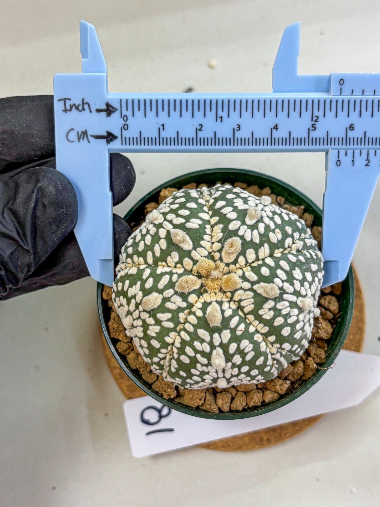Astrophytum Fukuryu (at8) (18) | Rare Plant | Succulent Cactus