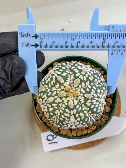 Astrophytum Fukuryu (at8) (18) | Rare Plant | Succulent Cactus