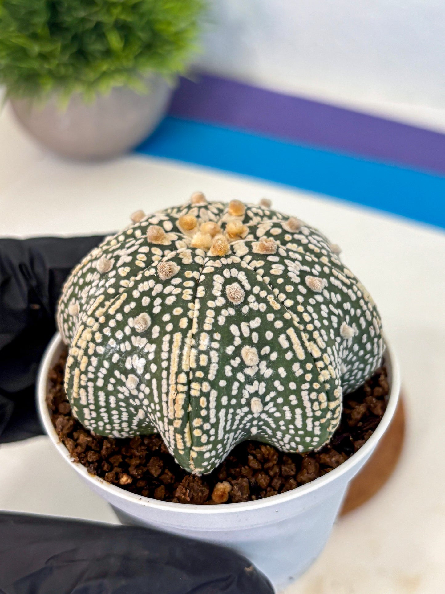 Astrophytum V Type (at5) (05) |  Sea urchin cactus