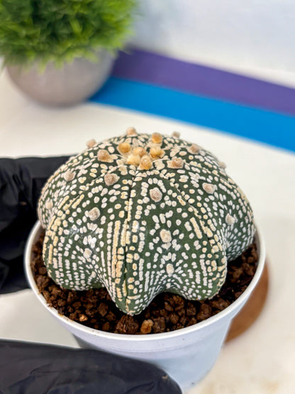Astrophytum V Type (at5) (05) |  Sea urchin cactus