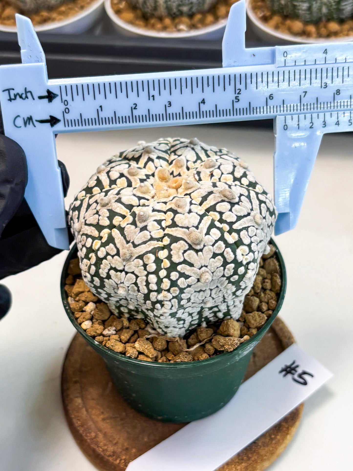 Astrophytum V-Type (at5) (p5) | Rare imported Plant