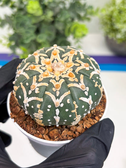 Astrophytum Super Kabuto V Type (T4) (y5) | Las Vegas Seller | 3" Pot