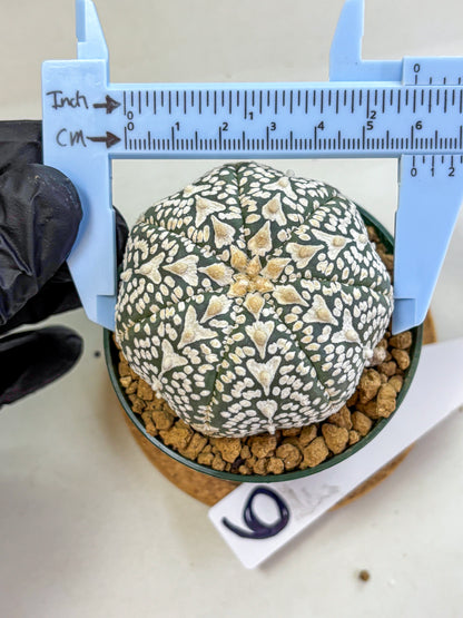 Astrophytum V Type (at2) (06) | Live Plant | Rare Collection