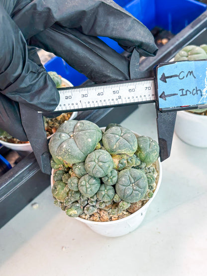 Spineless Cactus (Lo1) (g4) | For Advanced Growers