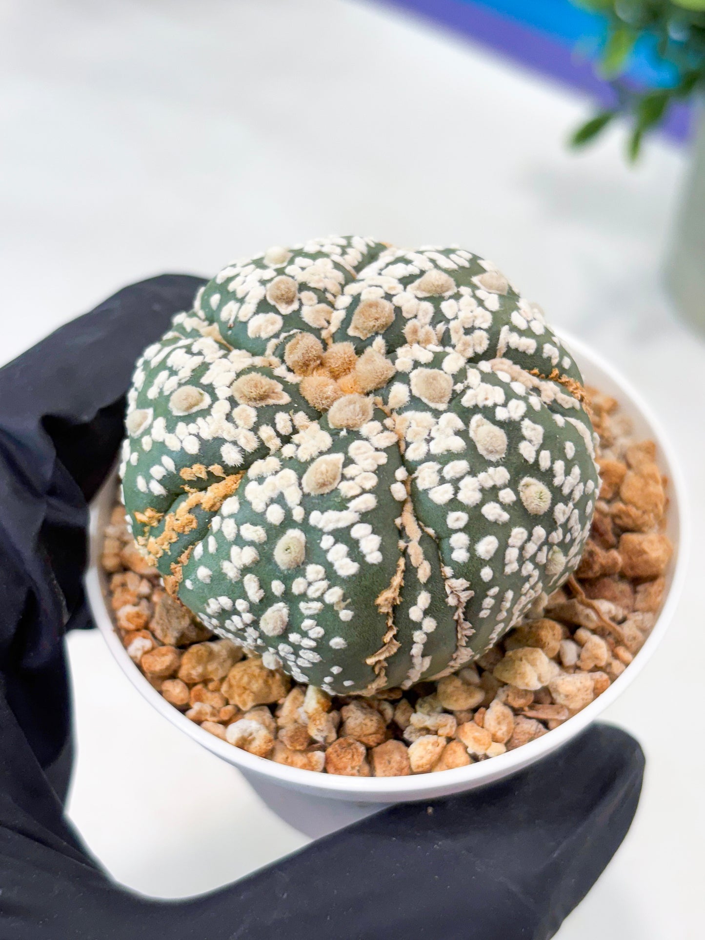 Astrophytum 5-Rib (T11) (g4) | Imported From Taiwan