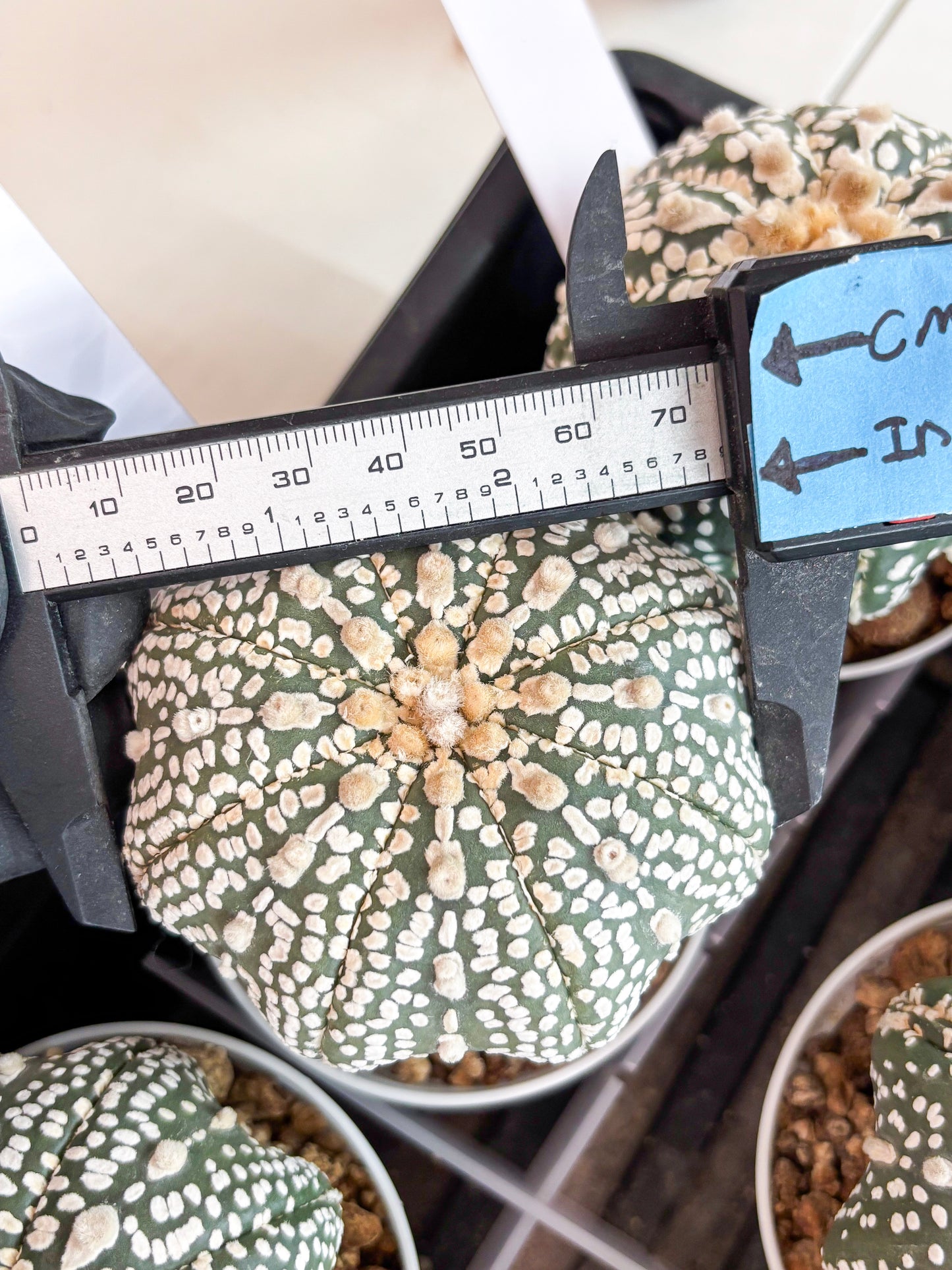 Astrophytum Super Kabuto (t7) (p6) | Imported Plants | 3" Pot