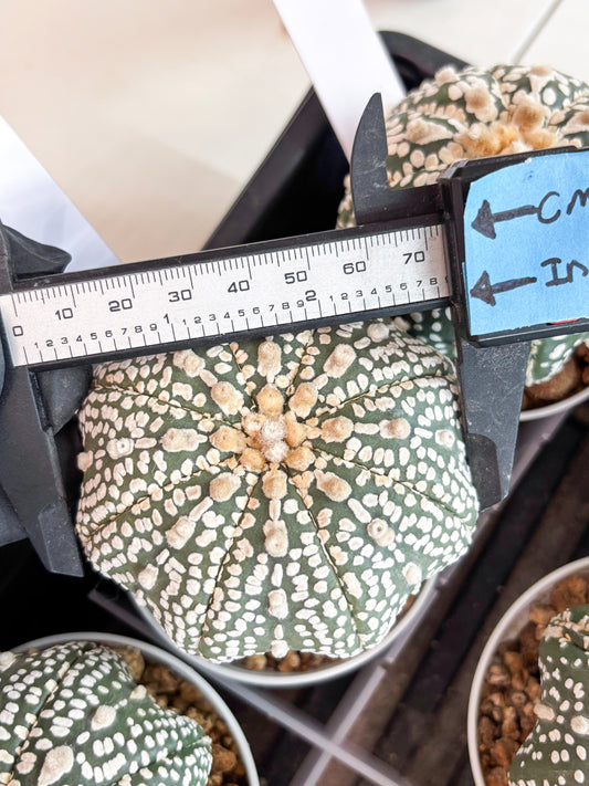 Astrophytum Super Kabuto (t7) (p6) | Imported Plants | 3" Pot