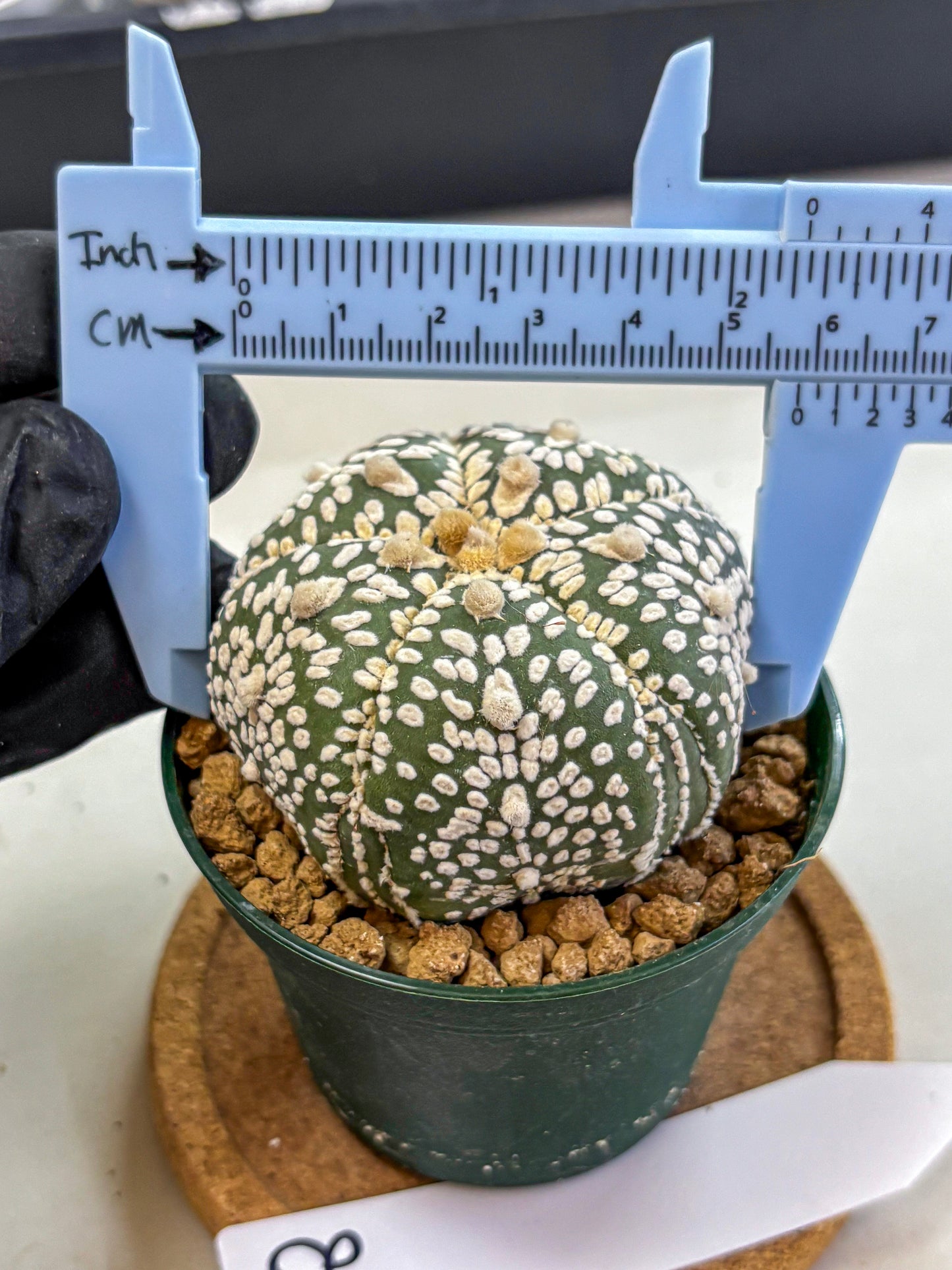 Astrophytum Fukuryu (at8) (18) | Rare Plant | Succulent Cactus