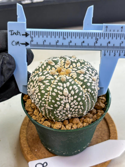 Astrophytum Fukuryu (at8) (18) | Rare Plant | Succulent Cactus