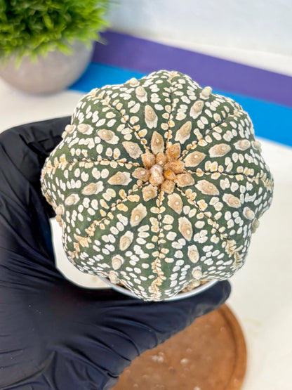 Astrophytum Super Kabuto (at10) (18) | sand dollar cactus