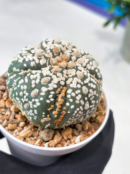 Astrophytum 5-Rib (T11) (g4) | Imported From Taiwan