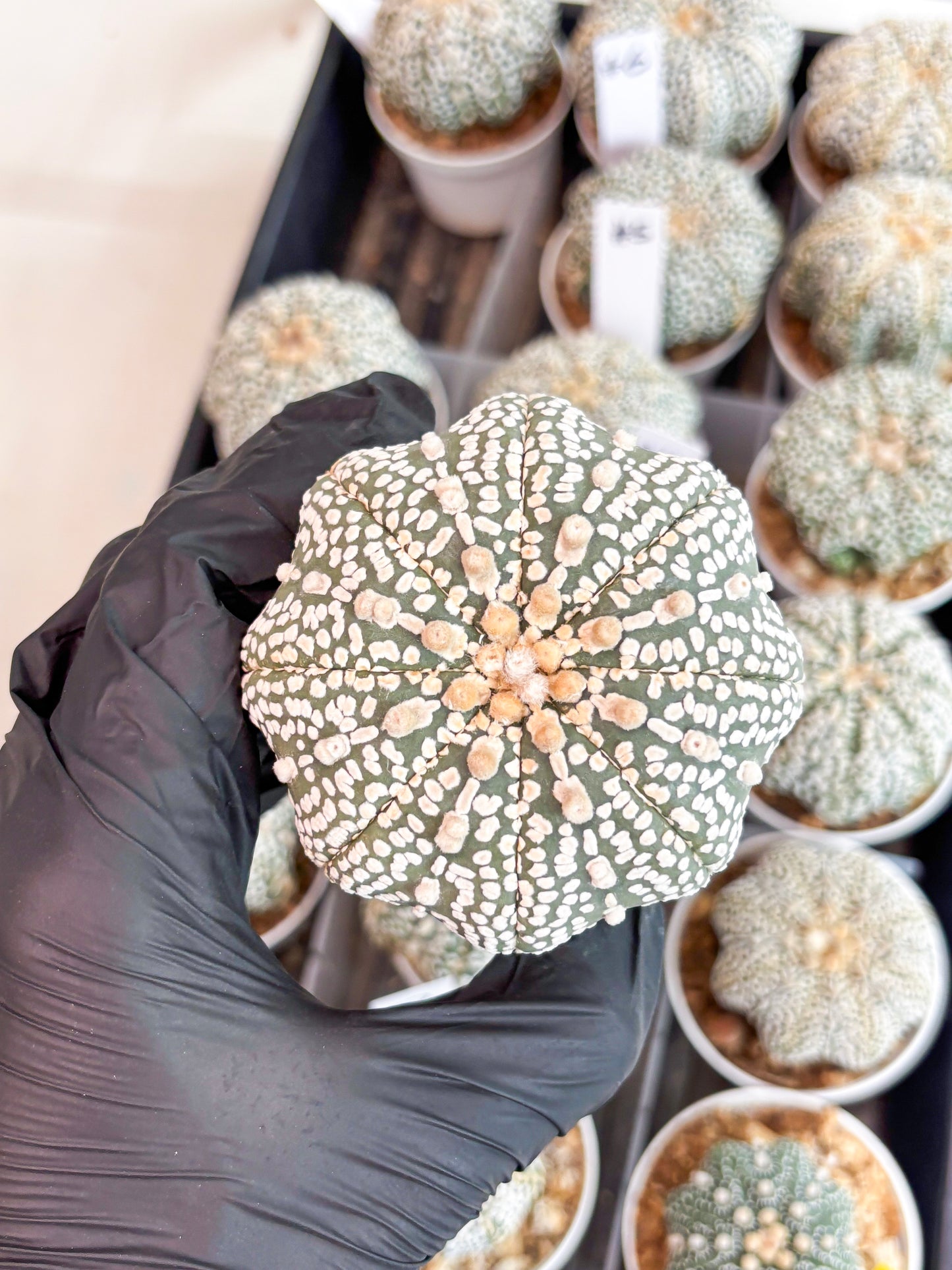 Astrophytum Super Kabuto (t7) (p6) | Imported Plants | 3" Pot