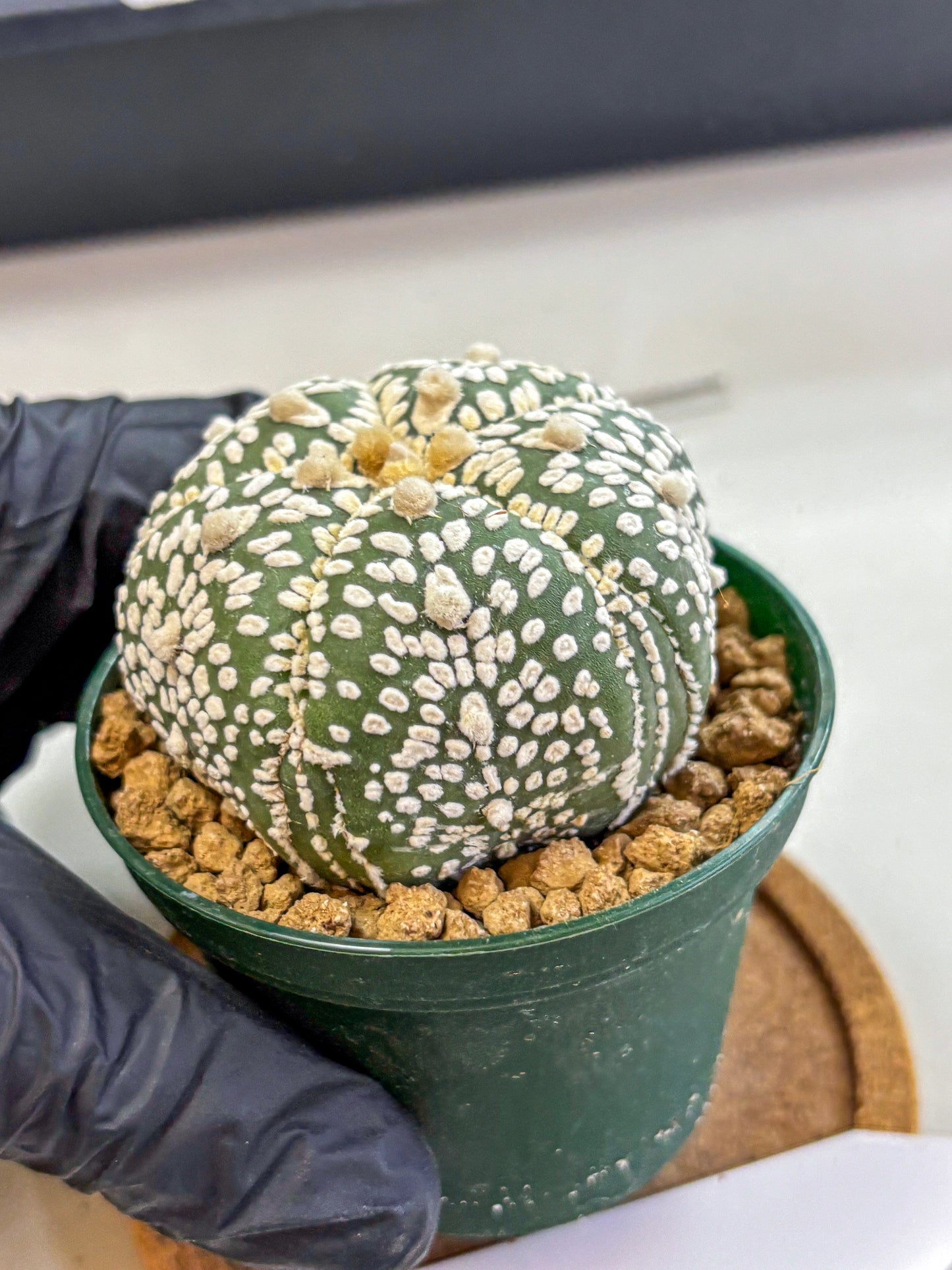Astrophytum Fukuryu (at8) (18) | Rare Plant | Succulent Cactus