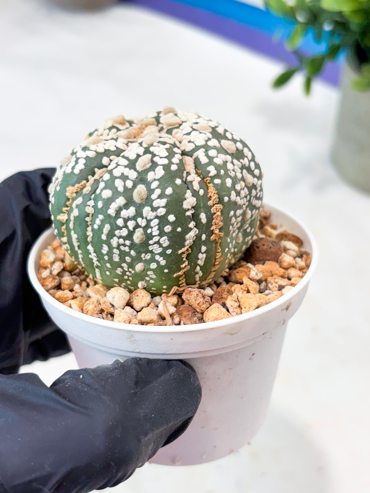 Astrophytum 5-Rib (T11) (g4) | Imported From Taiwan