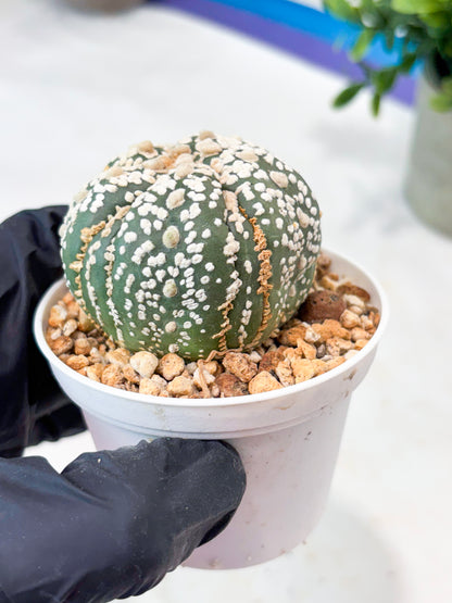 Astrophytum 5-Rib (T11) (g4) | Imported From Taiwan