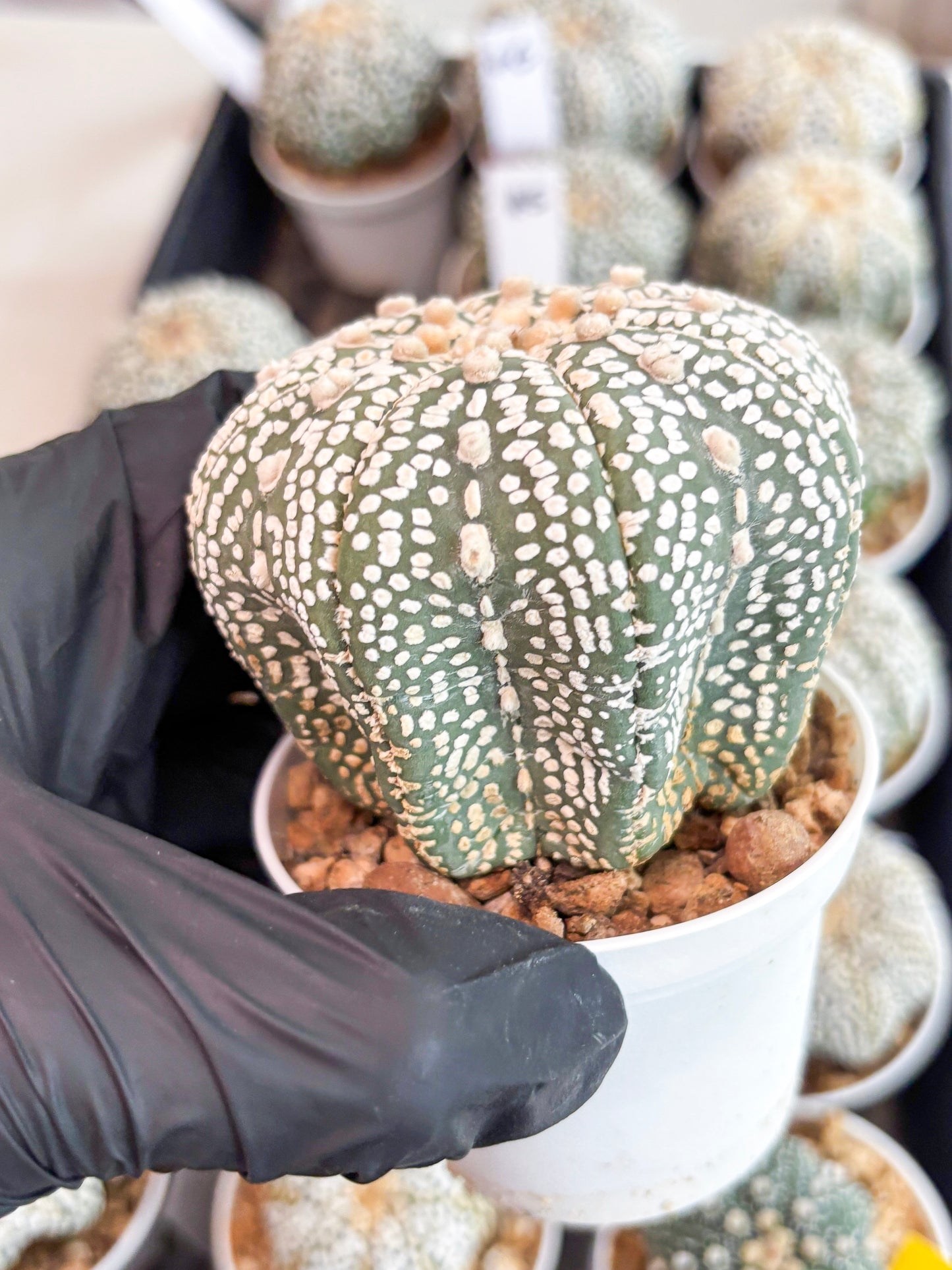 Astrophytum Super Kabuto (t7) (p6) | Imported Plants | 3" Pot