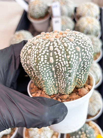 Astrophytum Super Kabuto (t7) (p6) | Imported Plants | 3" Pot