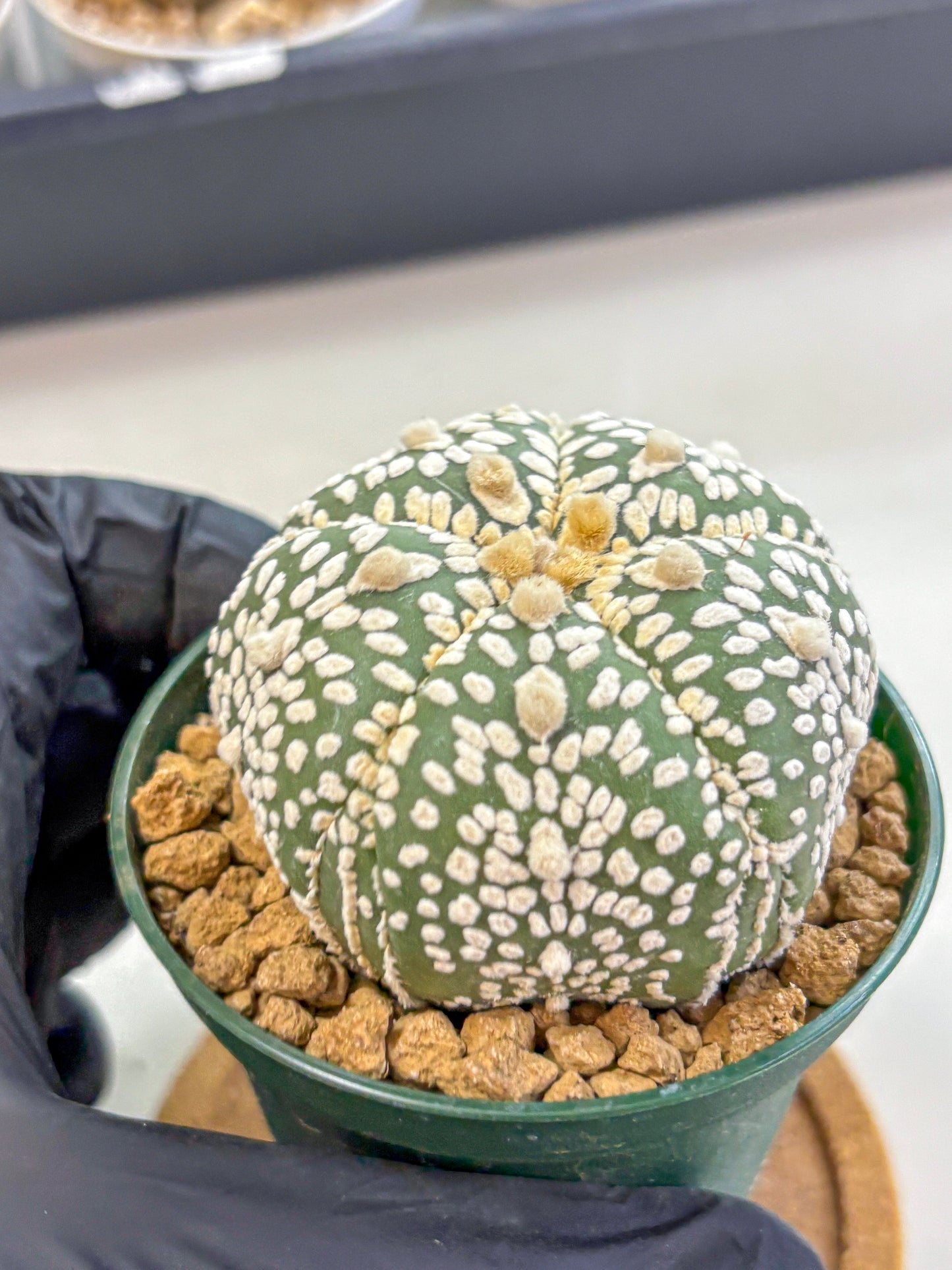 Astrophytum Fukuryu (at8) (18) | Rare Plant | Succulent Cactus