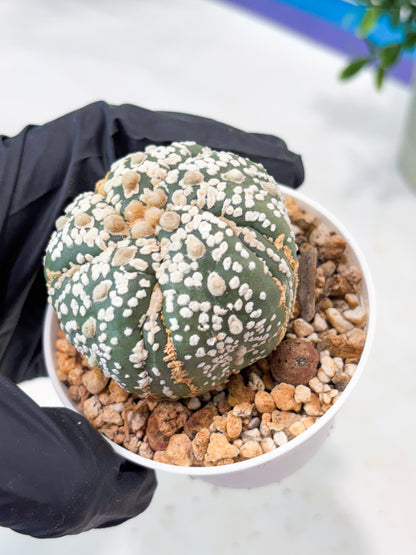 Astrophytum 5-Rib (T11) (g4) | Imported From Taiwan