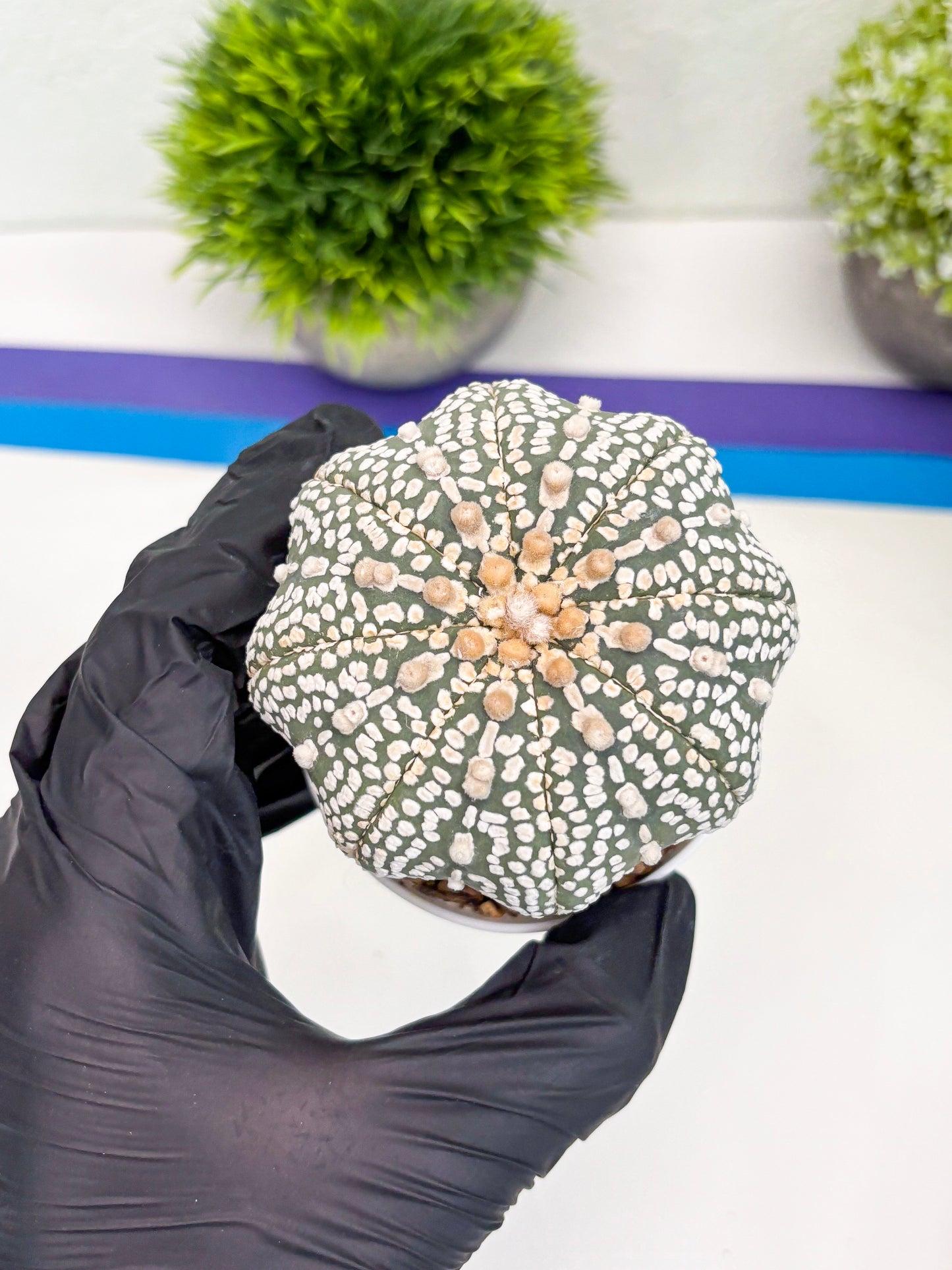 Astrophytum Super Kabuto (t7) (p6) | Imported Plants | 3" Pot