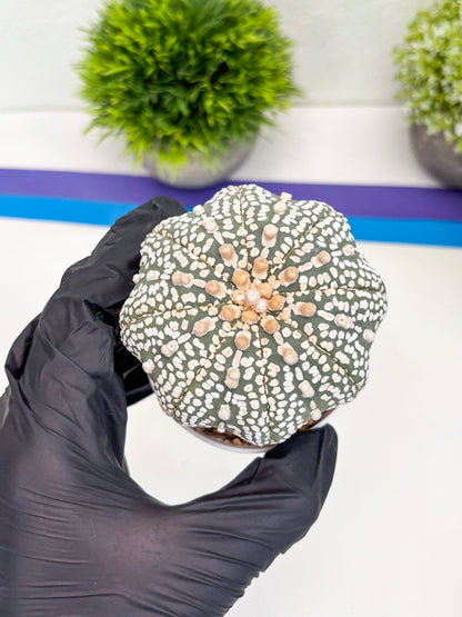 Astrophytum Super Kabuto (t7) (p6) | Imported Plants | 3" Pot