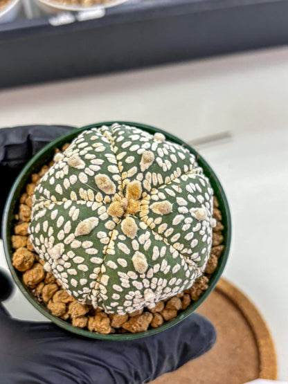 Astrophytum Fukuryu (at8) (18) | Rare Plant | Succulent Cactus