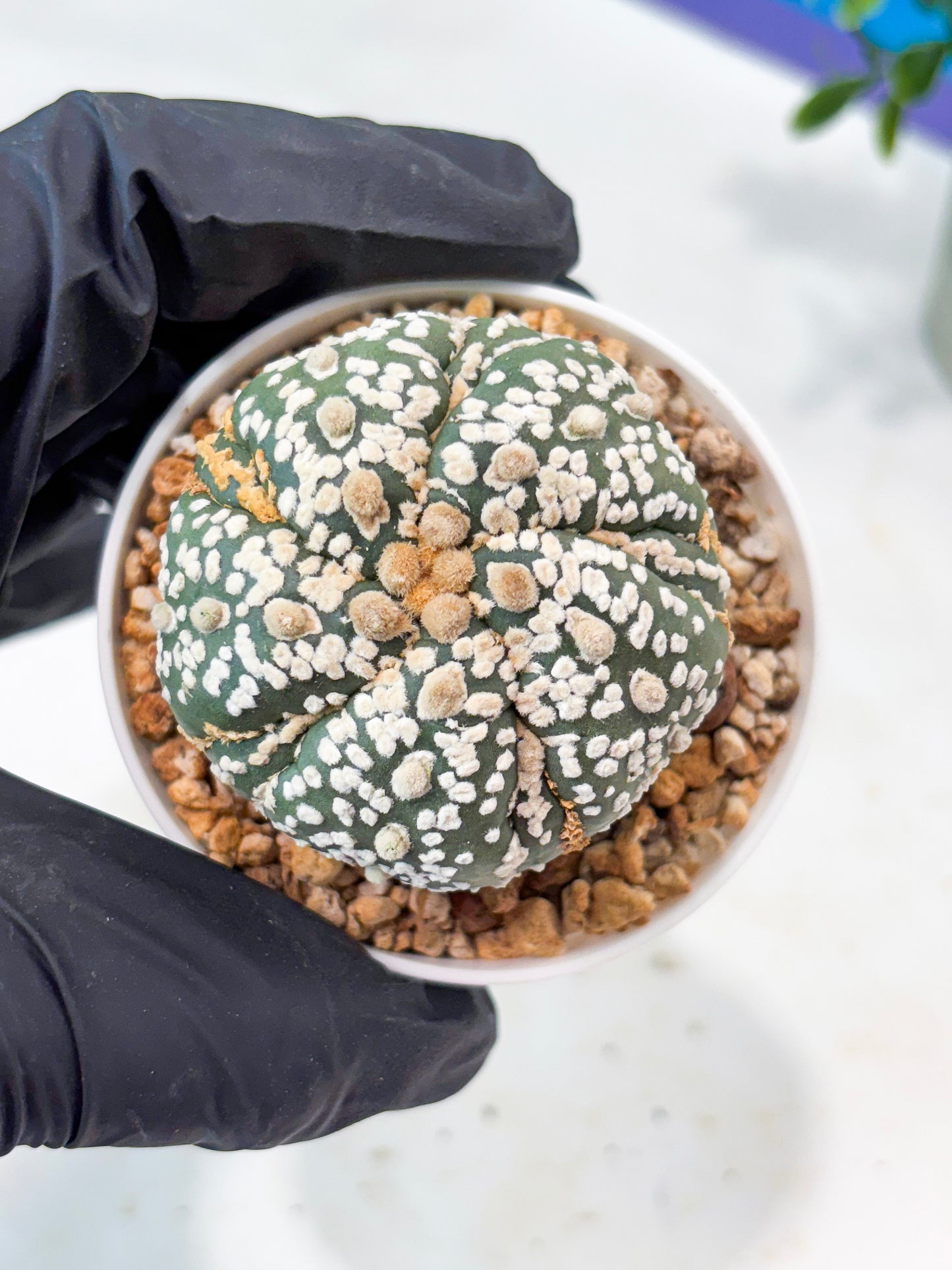 Astrophytum 5-Rib (T11) (g4) | Imported From Taiwan