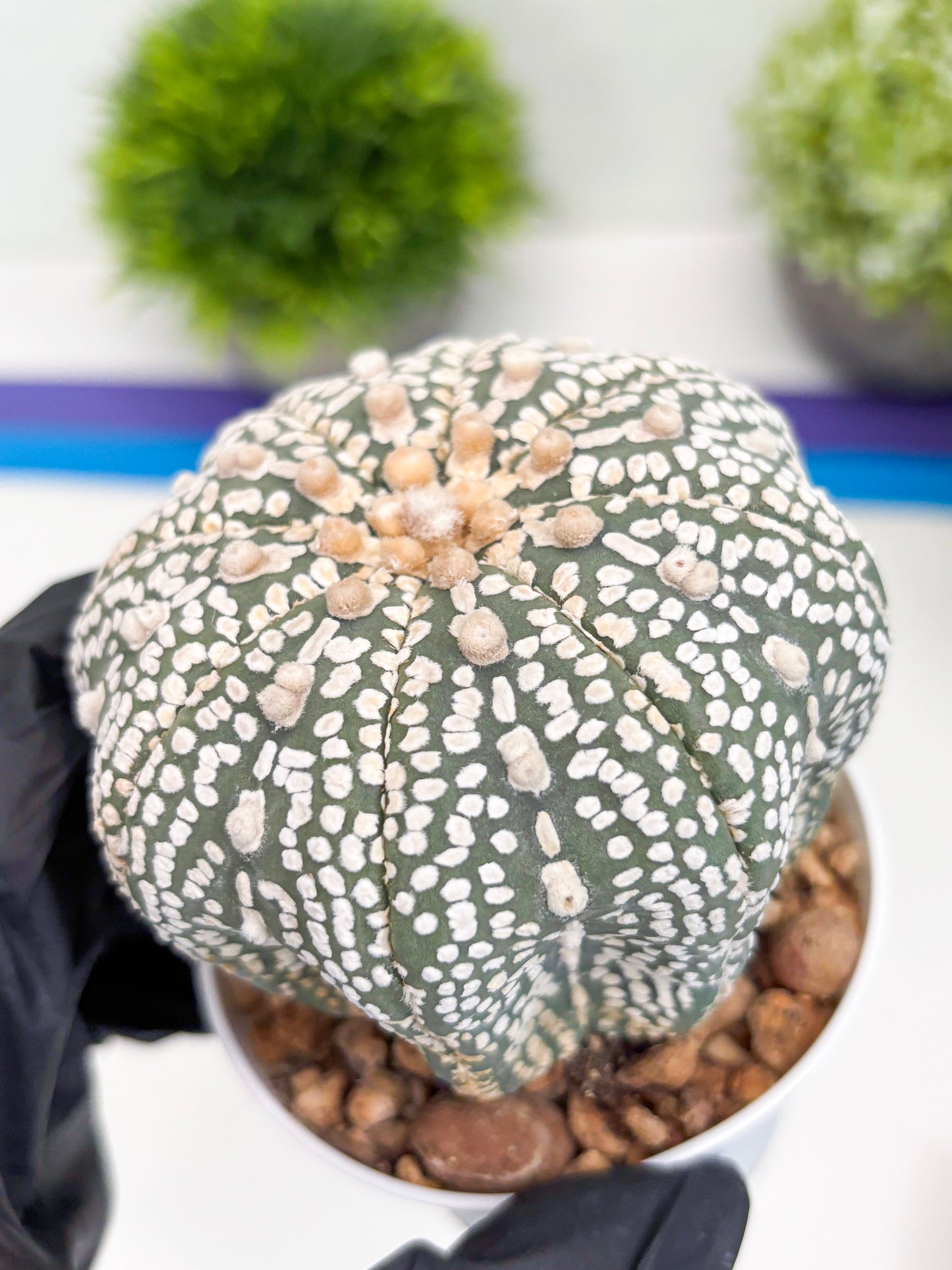 Astrophytum Super Kabuto (t7) (p6) | Imported Plants | 3" Pot