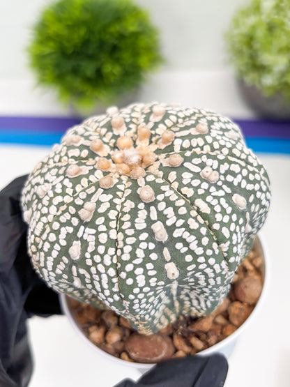 Astrophytum Super Kabuto (t7) (p6) | Imported Plants | 3" Pot