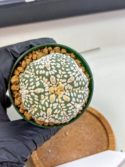 Astrophytum Fukuryu (at8) (18) | Rare Plant | Succulent Cactus