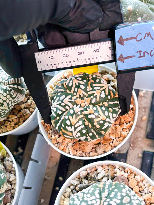 Astrophytum 5-Rib (T11) (g5) | Imported From Taiwan