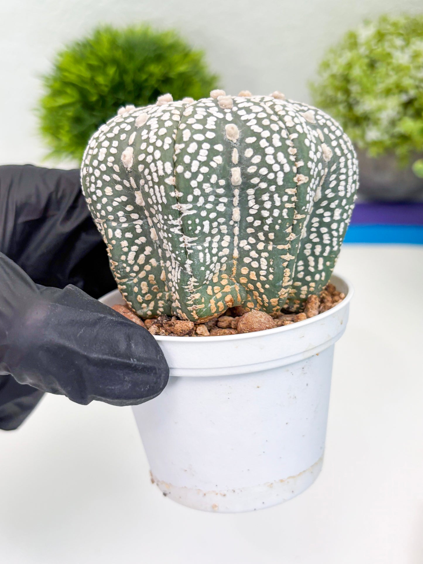 Astrophytum Super Kabuto (t7) (p6) | Imported Plants | 3" Pot