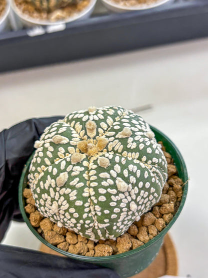 Astrophytum Fukuryu (at8) (18) | Rare Plant | Succulent Cactus